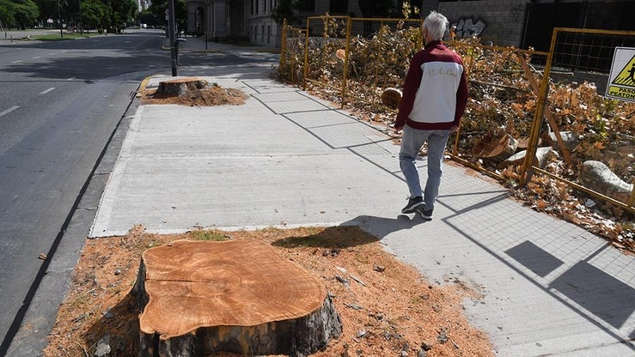 Se denunció la tala de unos 70 árboles en el bajo porteño debido a las ...