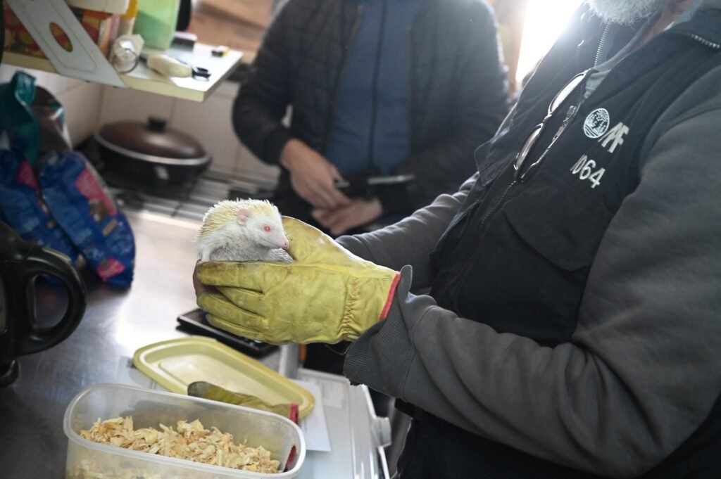 La Policía de la Ciudad rescató 87 erizos africanos tras desmontar un criadero ilegal que funcionaba en condiciones de explotación y venta clandestina en el barrio de Balvanera.